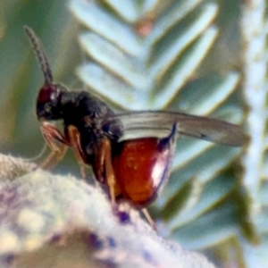 Eurytomidae (family) at Russell, ACT - 3 Sep 2024 03:30 PM