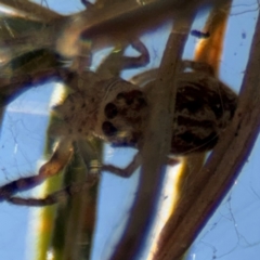 Opisthoncus sp. (genus) (Unidentified Opisthoncus jumping spider) at Barton, ACT - 3 Sep 2024 by Hejor1