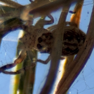 Opisthoncus sp. (genus) at Barton, ACT - 3 Sep 2024 03:37 PM