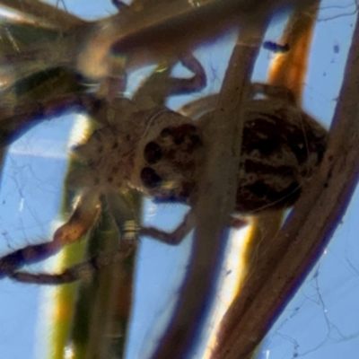 Opisthoncus sp. (genus) (Opisthoncus jumping spider) at Barton, ACT - 3 Sep 2024 by Hejor1