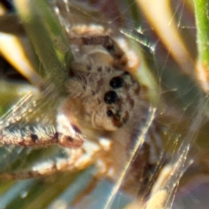 Opisthoncus sp. (genus) at Barton, ACT - 3 Sep 2024 03:37 PM