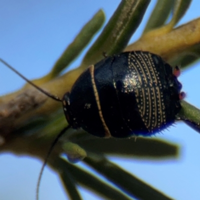 Ellipsidion australe (Austral Ellipsidion cockroach) at Barton, ACT - 3 Sep 2024 by Hejor1