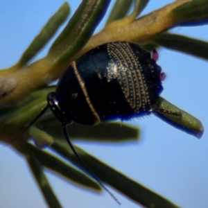 Ellipsidion australe at Barton, ACT - 3 Sep 2024 03:37 PM