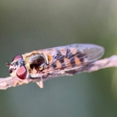 Simosyrphus grandicornis (Common hover fly) at Barton, ACT - 3 Sep 2024 by Hejor1