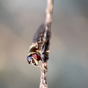 Simosyrphus grandicornis at Barton, ACT - 3 Sep 2024