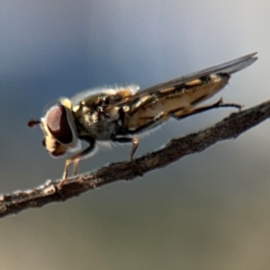 Simosyrphus grandicornis at Barton, ACT - 3 Sep 2024