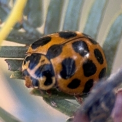 Harmonia conformis (Common Spotted Ladybird) at Russell, ACT - 3 Sep 2024 by Hejor1