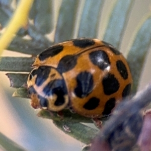 Harmonia conformis at Russell, ACT - 3 Sep 2024 03:40 PM