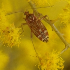 Sidnia kinbergi (Australian crop mirid) at Russell, ACT - 3 Sep 2024 by Hejor1