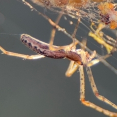 Tetragnatha demissa (Tetragnatha demissa) at Russell, ACT - 3 Sep 2024 by Hejor1