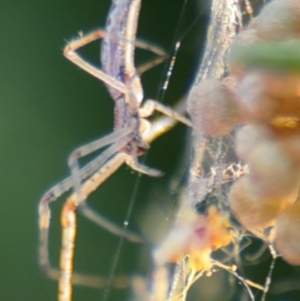 Tetragnatha demissa at Russell, ACT - 3 Sep 2024