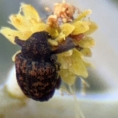 Melanterius sp. (genus) (Unidentified Melanterius weevil) at Barton, ACT - 3 Sep 2024 by Hejor1