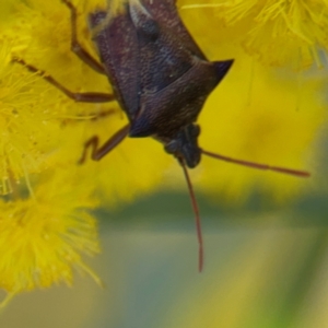 Oechalia schellenbergii at Russell, ACT - 3 Sep 2024