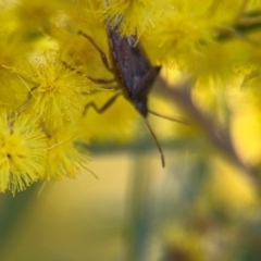 Oechalia schellenbergii at Russell, ACT - 3 Sep 2024