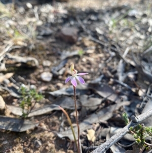 Caladenia fuscata at Denman Prospect, ACT - suppressed