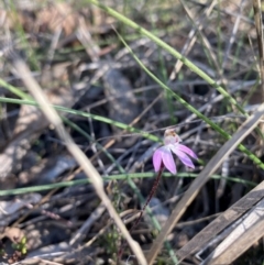 Caladenia fuscata at Denman Prospect, ACT - suppressed