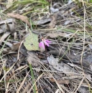 Caladenia fuscata at Denman Prospect, ACT - suppressed