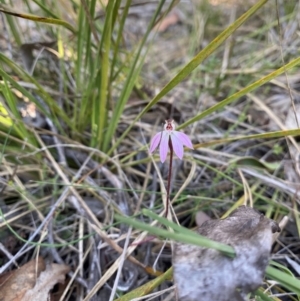 Caladenia fuscata at Denman Prospect, ACT - suppressed