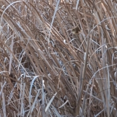 Acrocephalus australis (Australian Reed-Warbler) at Lawson, ACT - 3 Sep 2024 by mroseby