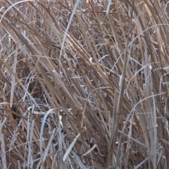 Acrocephalus australis at Lawson, ACT - 3 Sep 2024 05:00 PM