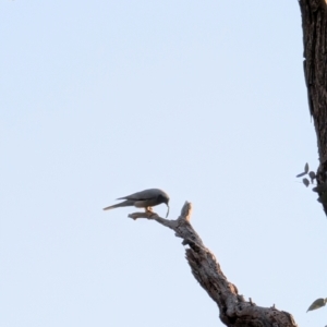 Coracina novaehollandiae at Lawson, ACT - 3 Sep 2024