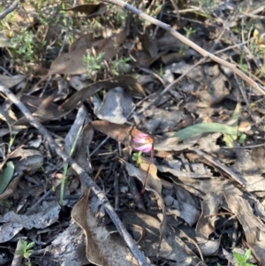 Caladenia fuscata at Denman Prospect, ACT - suppressed