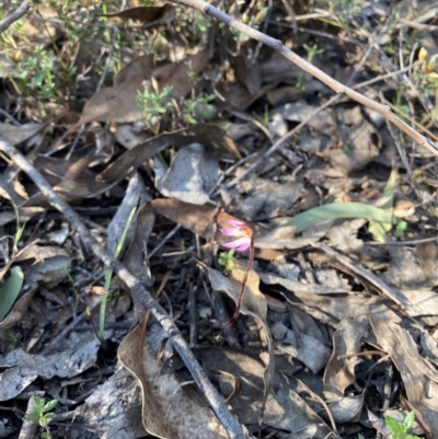 Caladenia fuscata (Dusky Fingers) at Denman Prospect, ACT - 3 Sep 2024 by nic.jario