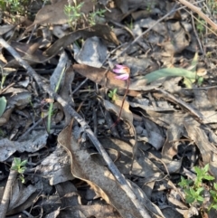 Caladenia fuscata at Denman Prospect, ACT - suppressed