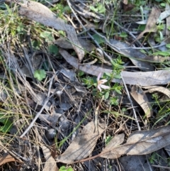 Caladenia fuscata at Denman Prospect, ACT - 3 Sep 2024