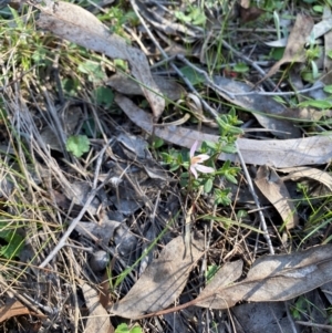 Caladenia fuscata at Denman Prospect, ACT - suppressed