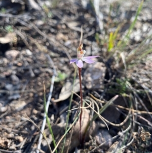 Caladenia fuscata at Denman Prospect, ACT - suppressed