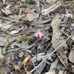 Caladenia fuscata (Dusky Fingers) at Denman Prospect, ACT - 3 Sep 2024 by nic.jario