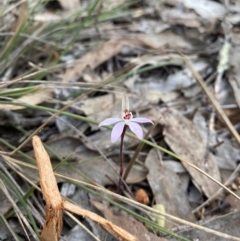 Caladenia fuscata (Dusky Fingers) at Denman Prospect, ACT - 3 Sep 2024 by nic.jario