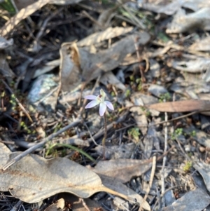 Caladenia fuscata at Denman Prospect, ACT - suppressed