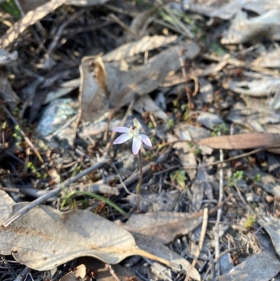 Caladenia fuscata (Dusky Fingers) at Denman Prospect, ACT - 3 Sep 2024 by nic.jario