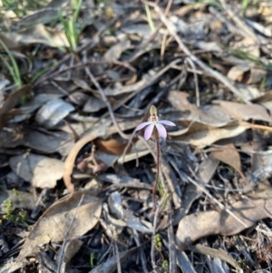 Caladenia fuscata at Denman Prospect, ACT - suppressed