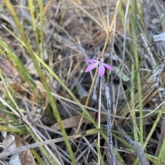 Caladenia fuscata at Denman Prospect, ACT - suppressed