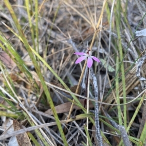 Caladenia fuscata at Denman Prospect, ACT - suppressed