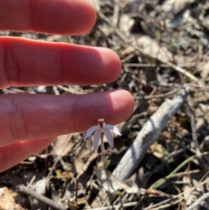 Caladenia fuscata at Denman Prospect, ACT - suppressed