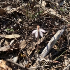 Caladenia fuscata at Denman Prospect, ACT - suppressed