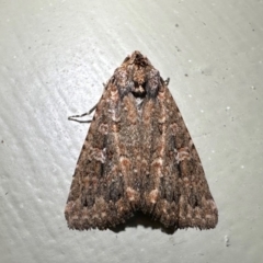 Hypoperigea tonsa (A Noctuid moth (Acronictinae) at Arakoon, NSW - 25 Aug 2024 by Pirom