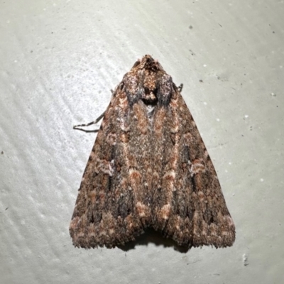 Hypoperigea tonsa (A Noctuid moth (Acronictinae) at Arakoon, NSW - 25 Aug 2024 by Pirom