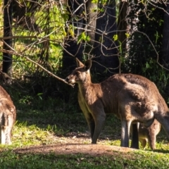 Macropus giganteus (Eastern Grey Kangaroo) at Burnett Heads, QLD - 18 Jul 2024 by Petesteamer