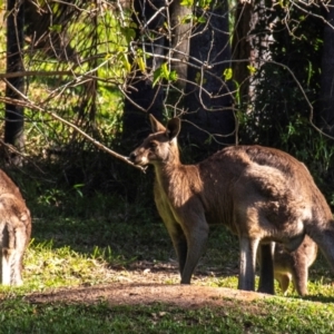 Macropus giganteus at Burnett Heads, QLD - 18 Jul 2024 03:05 PM