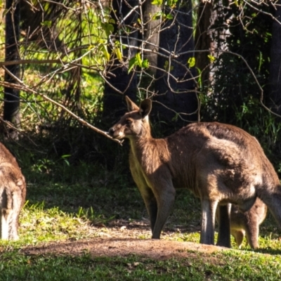 Macropus giganteus (Eastern Grey Kangaroo) at Burnett Heads, QLD - 18 Jul 2024 by Petesteamer