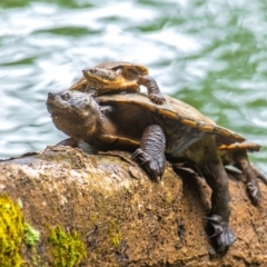 Elseya latisternum (Saw-shelled Turtle) at Broken River, QLD - 26 Jul 2024 by Petesteamer