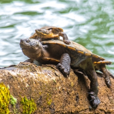 Elseya latisternum (Saw-shelled Turtle) at Broken River, QLD - 26 Jul 2024 by Petesteamer