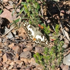 Papilio demoleus (Chequered Swallowtail) at Parkes, NSW - 3 Sep 2024 by Csteele4