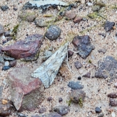 Crambidae sp. (family) at Parkes, NSW - 3 Sep 2024 by Csteele4