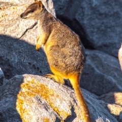 Petrogale assimilis (Allied Rock Wallaby) at Picnic Bay, QLD - 16 Jul 2024 by Petesteamer